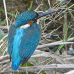 石神井川のカワセミ