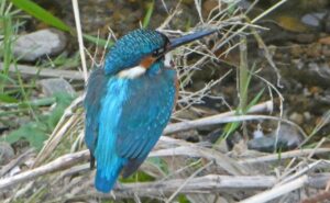 石神井川のカワセミ