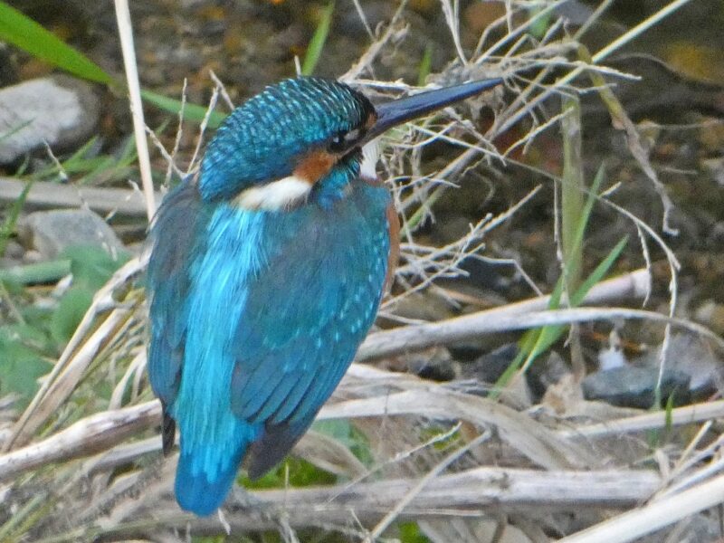 石神井川のカワセミ