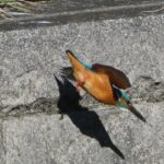 石神井川のカワセミ