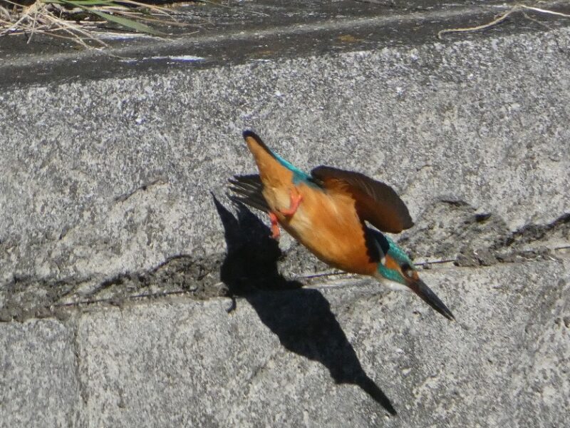 石神井川のカワセミ