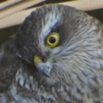 石神井川のツミ