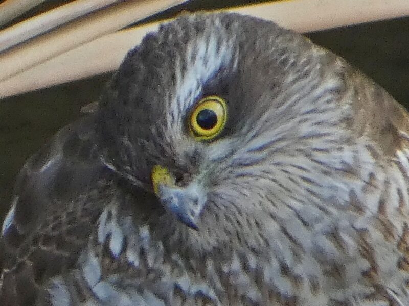 石神井川のツミ