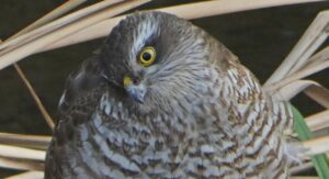 石神井川のツミ