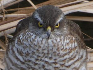 石神井川のツミ