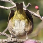 夏の雲公園のメジロ