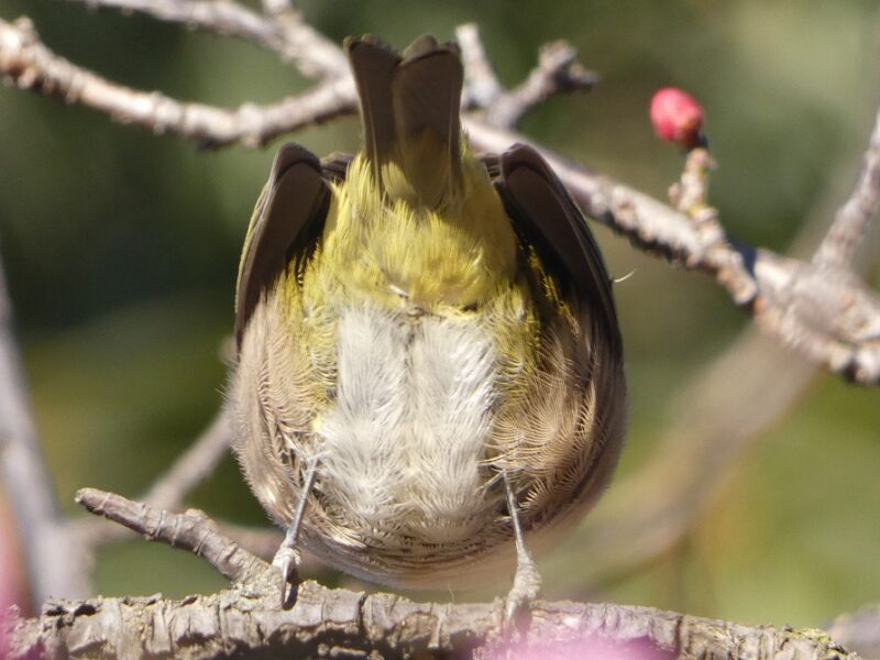 夏の雲公園のメジロ