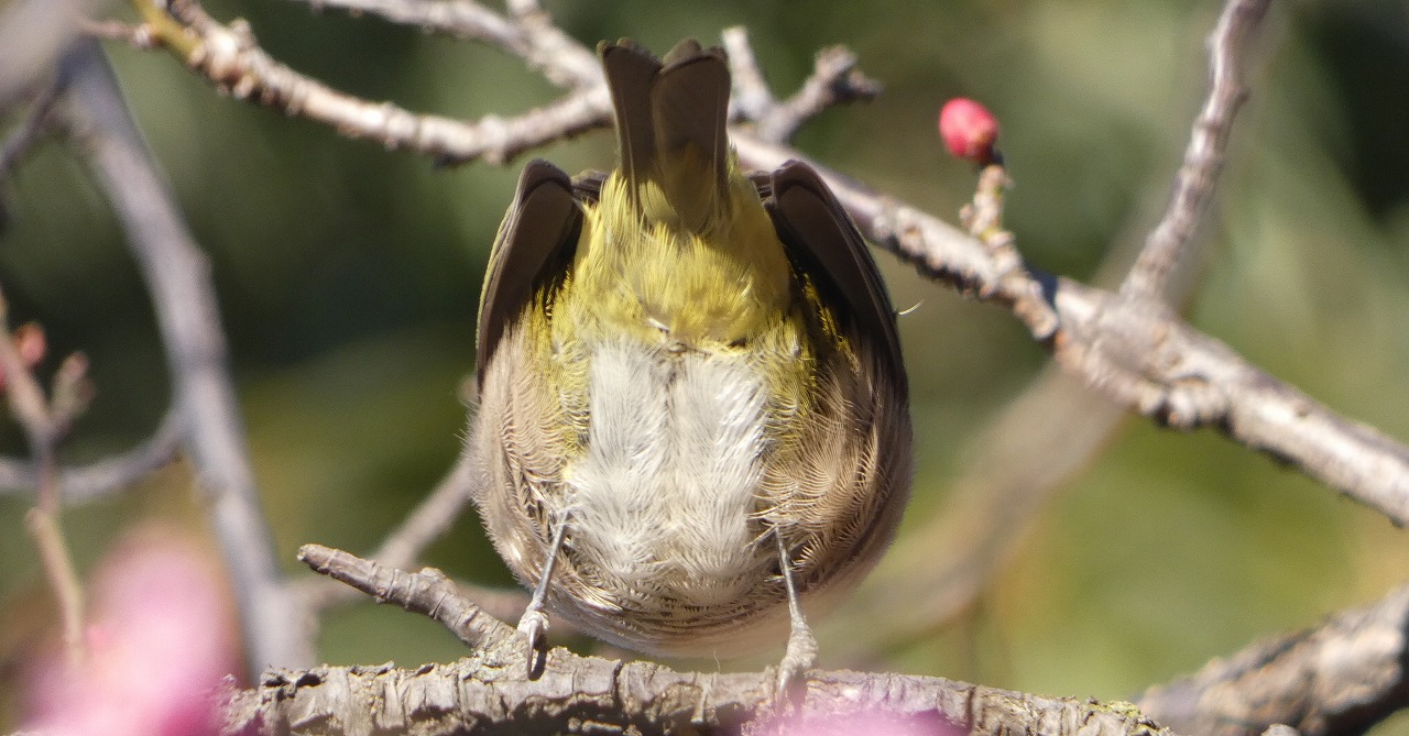 鳥ラン 2026/1/25@練馬区光が丘・田柄・高松 | お散歩パンダ.com