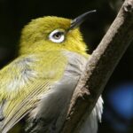 田柄梅林公園のメジロ