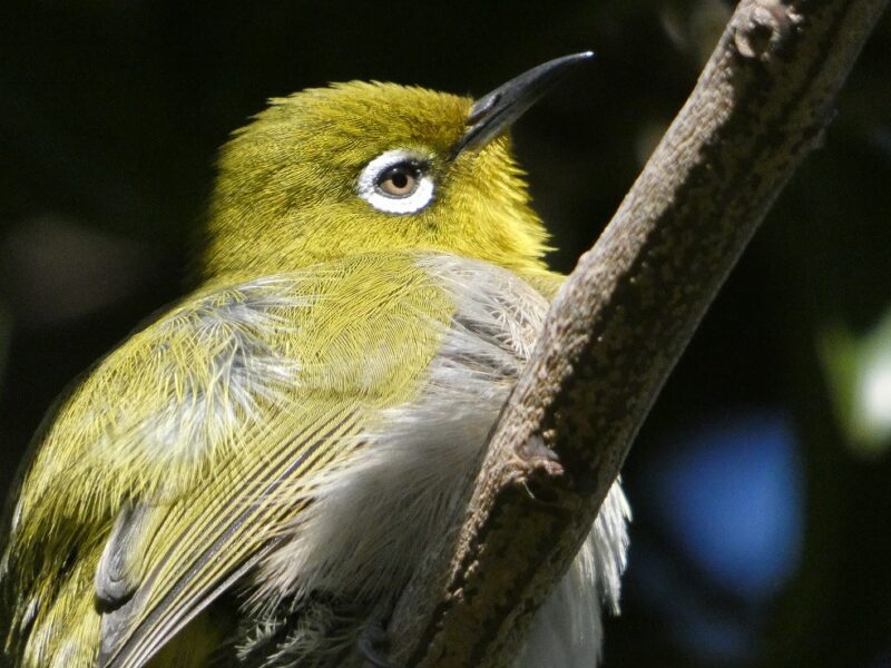 田柄梅林公園のメジロ
