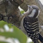 光が丘団地のコゲラ