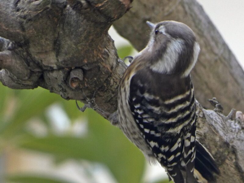 光が丘団地のコゲラ