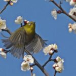 田柄梅林公園のメジロ