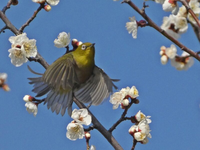 田柄梅林公園のメジロ