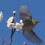 田柄梅林公園のメジロ