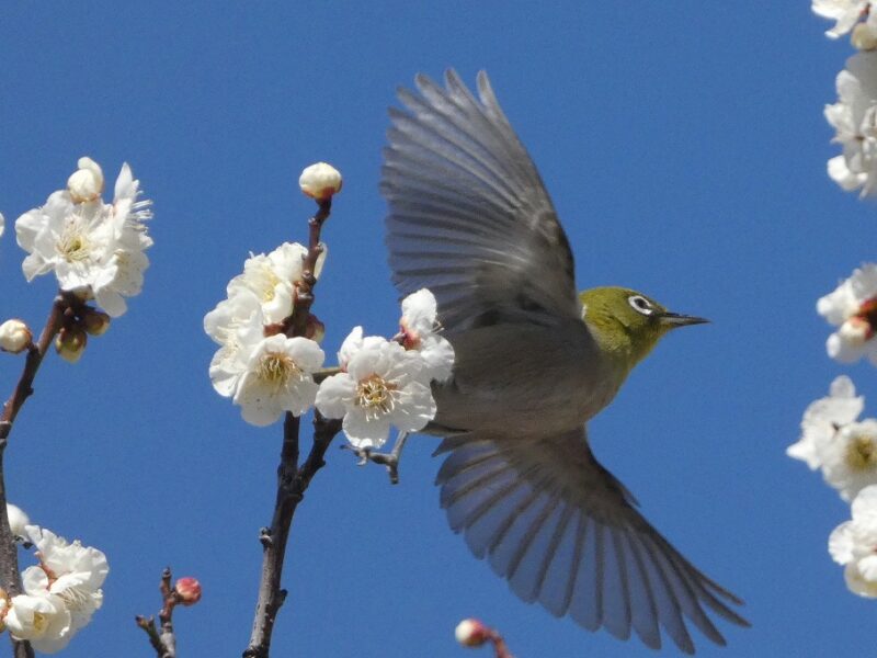 田柄梅林公園のメジロ