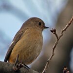 石神井川のジョウビタキ