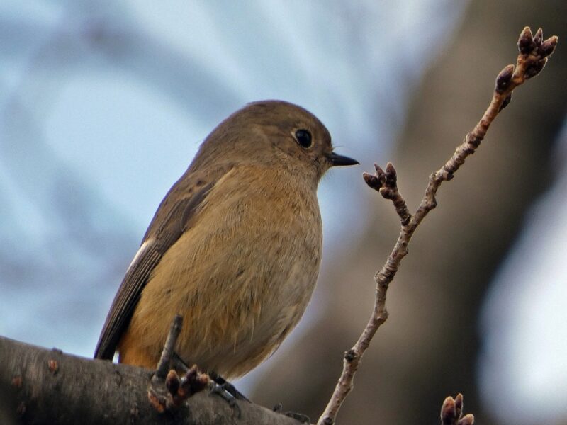石神井川のジョウビタキ