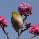 南高松の森の梅ジロー