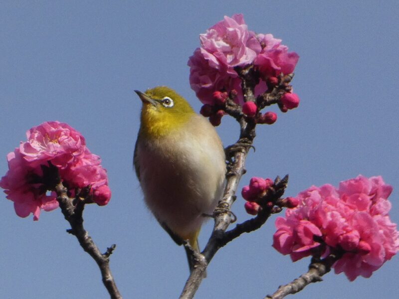 南高松の森の梅ジロー