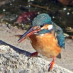 石神井川のカワセミ