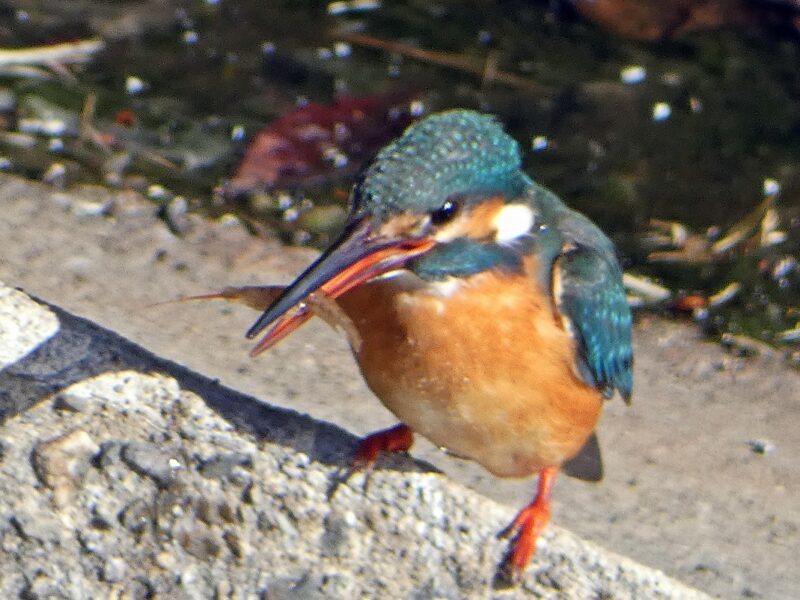 石神井川のカワセミ